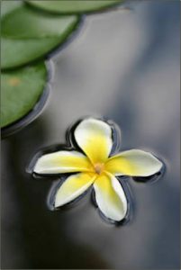 Flower floating on water