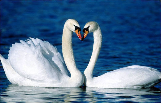 Two Swans